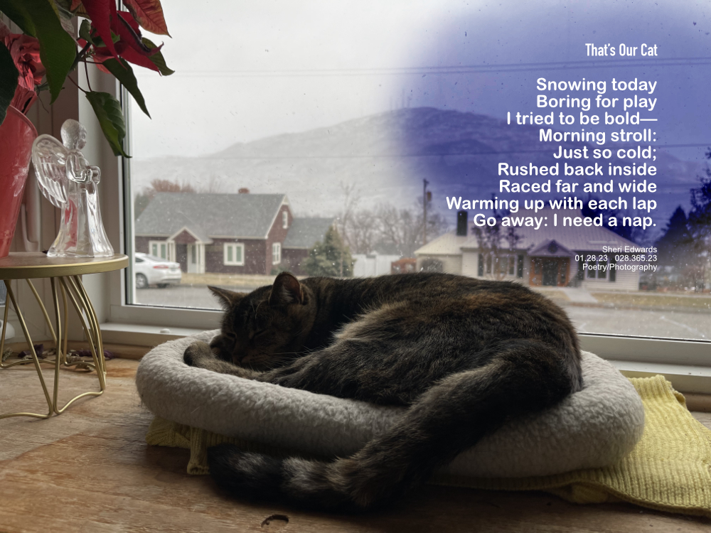tabby cat comfortably napping on its bed in the window on a winter day
