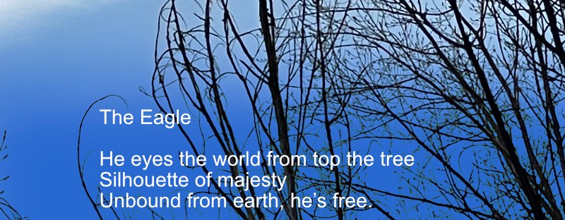 Young bald eagle in tree