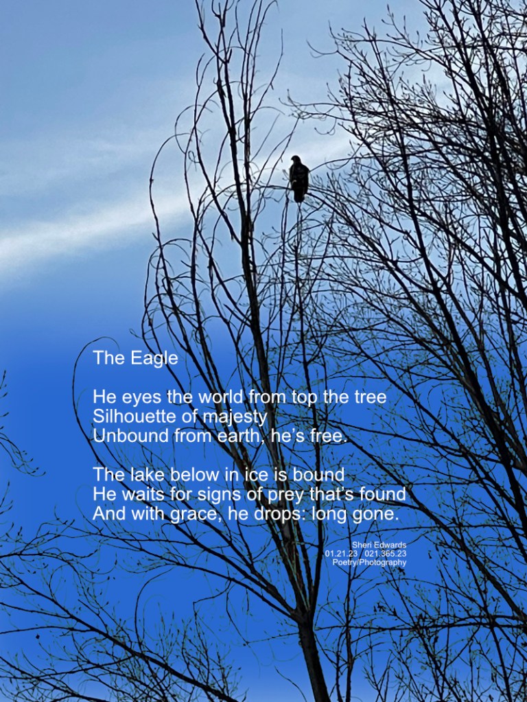 Young bald eagle in tree