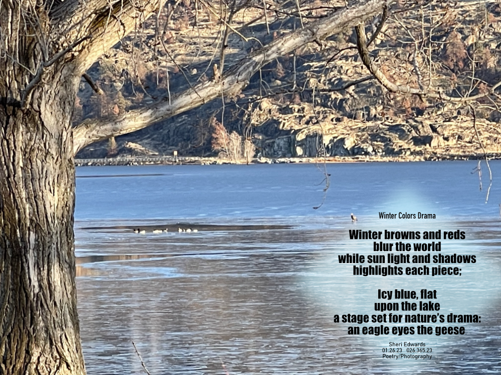The coulee walls and trees on Banks Lake, which is iced over with flock of geese on the ice edge and a bald eagle 20 feet away.