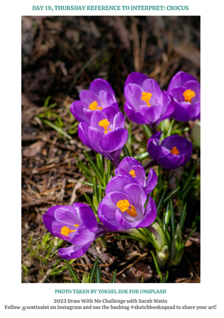 cluster of purple crocus