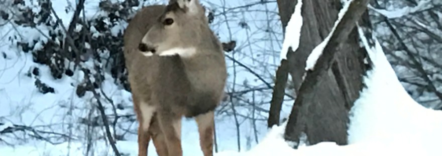 Mule deer doe listens to sound, ready to stot away from danger: Crunch…LISTEN-Stot the other way.