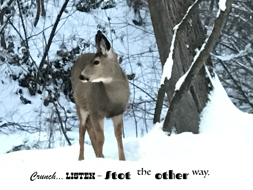 Mule deer doe listens to sound, ready to stot away from danger: Crunch…LISTEN-Stot the other way.