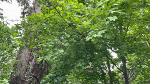 Tree canopy with one very happy, moving maple leaf