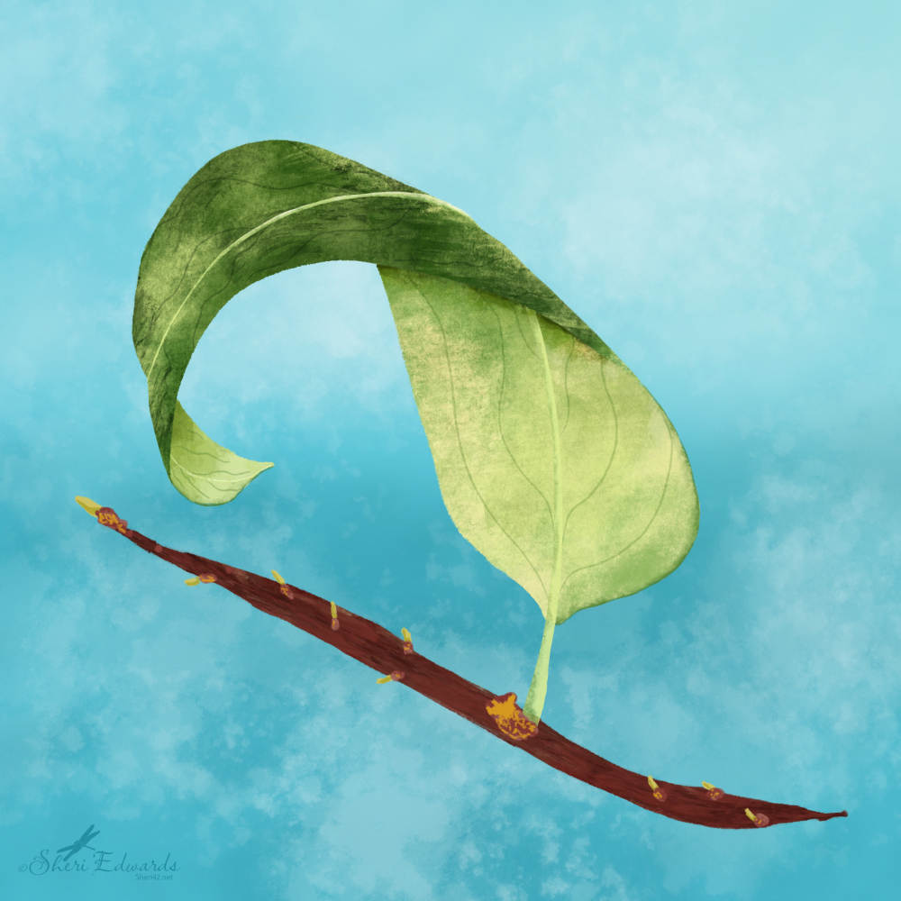 a leaf on a twig unfolding, unfurling