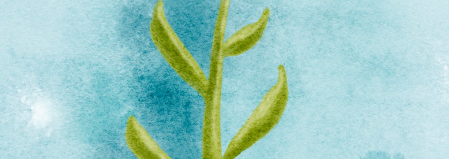 watercolor orange flower on teal background