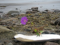A long time ago before iPhones, but with small pixel digital cameras, we found the only flower on the beach that sunny, summer day… somewhere on Lake Roosevelt