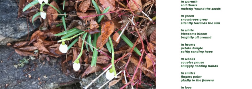 snowdrops in March with raindrops leaves and a heart-shaped blossom