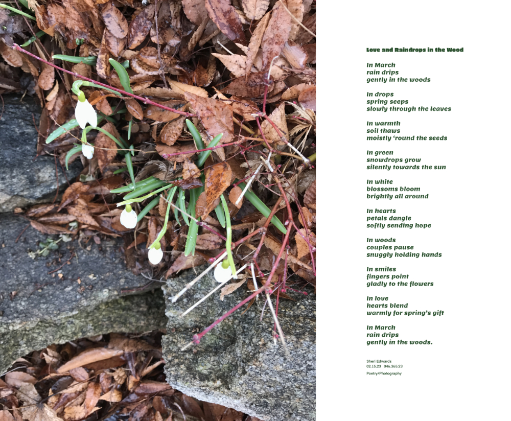 snowdrops in March with raindrops leaves and a heart-shaped blossom