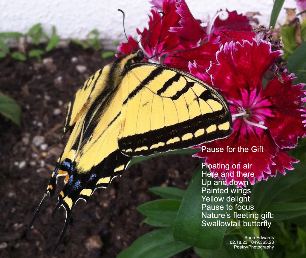 Swallowtail butterfly on red flower [pinks]