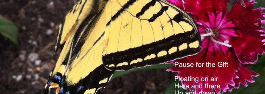 Swallowtail butterfly on red flower [pinks]