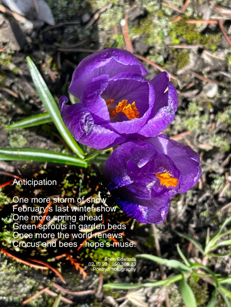 Purple Crocus and bee [on the side of the lower crocus] in April