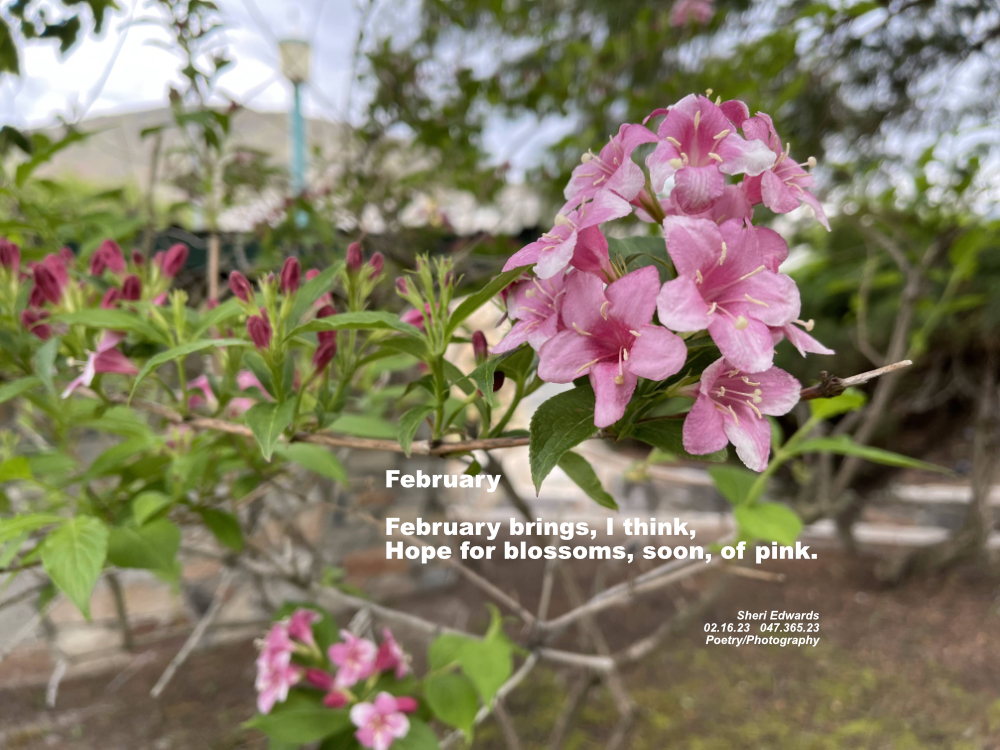 pink weigela bush blossoms