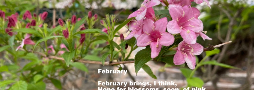 pink weigela bush blossoms
