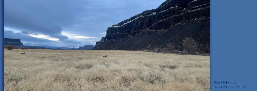 Coulee walls of Banks Lake, WA showing the inspiration: Flat layers of clouds Flattened basalt formations Flat coulees filled with nature: prairie bunch grass and mule deer FLAT Flowing clouds stretch into the beyond Lingering above towering basalt walls— Ancient lava rivers later leveled by glacial floods Teeming coulees, endless ravines of nature’s bounty. Sheri Edwards 02.24.23 055.365.23 Poetry/Photography