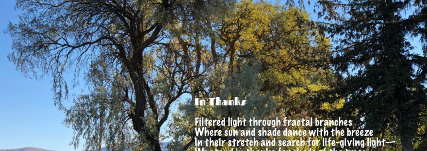 Tall, fractal tree creating filtered shade below at Olmstead Place Homestead Ellensburg, WA