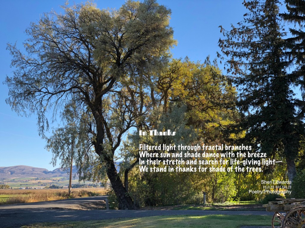 Tall, fractal tree creating filtered shade below at Olmstead Place Homestead Ellensburg, WA