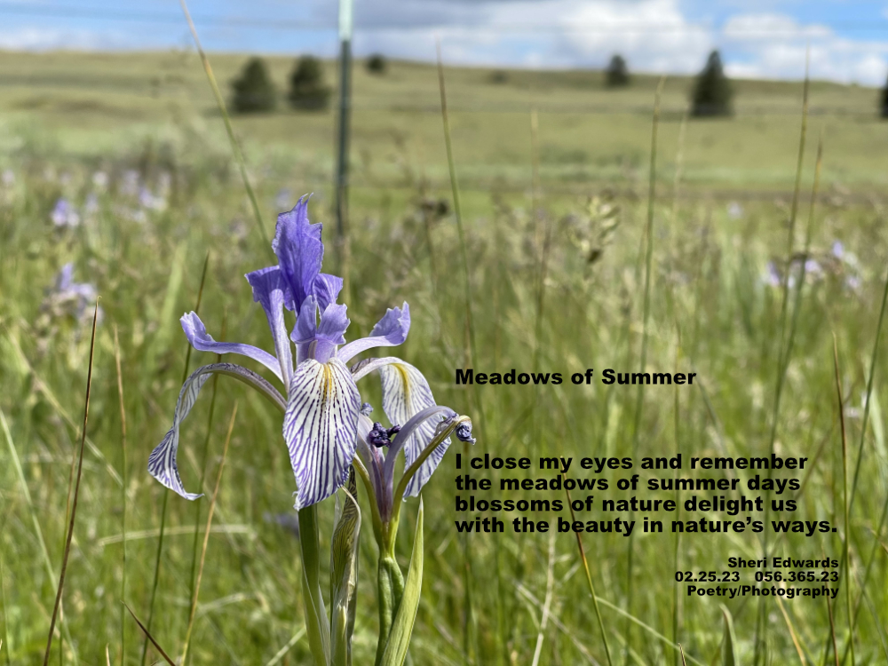 wild iris in a meadow in eastern Douglas County, WA above the Columbia River