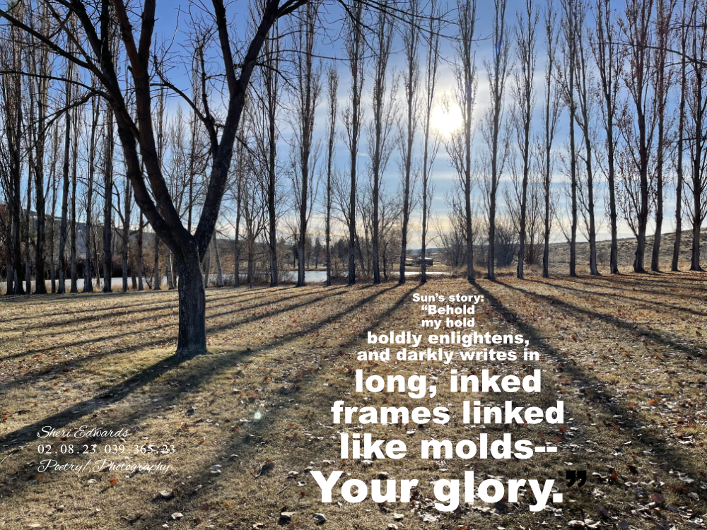 long shadows on winter trees on a bright sunny day at Steamboat Rock State Park