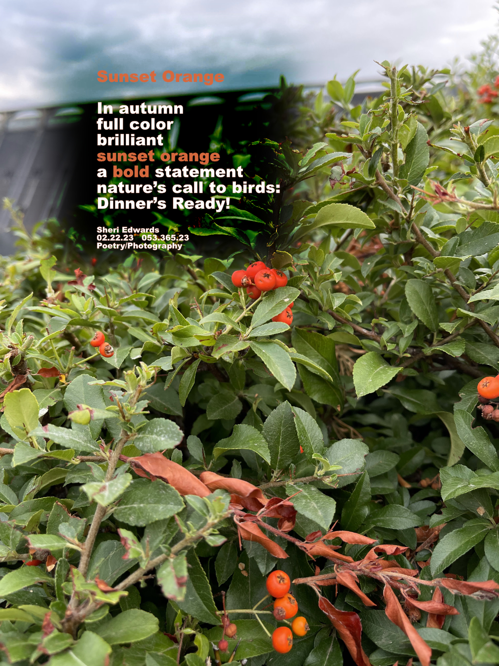 Tree in September with bright orange berries in front of and across the river from Grand Coulee Dam