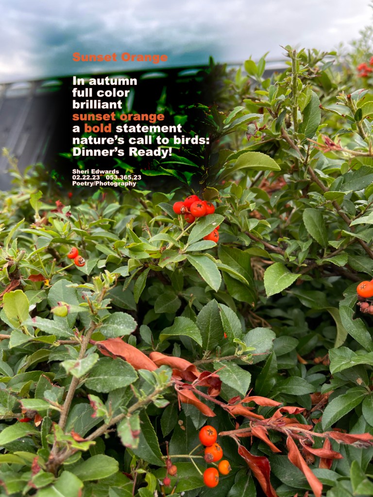 Tree in September with bright orange berries in front of and across the river from Grand Coulee Dam