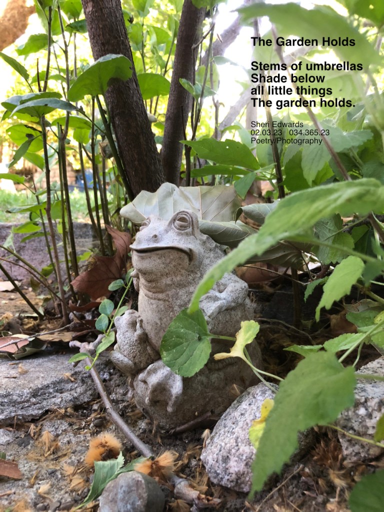 small concrete frog and baby frog below the garden’s canopy of umbrella-like leaves