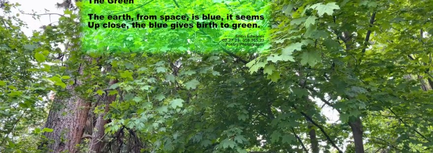 canopy of leaves — a stand of pine and maple trees