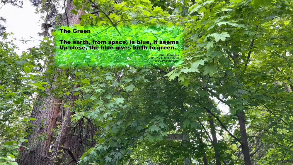 canopy of leaves — a stand of pine and maple trees