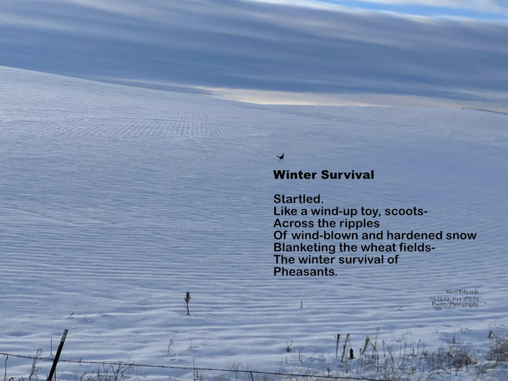 Lone pheasant scampering across the snow-covered wheat fields