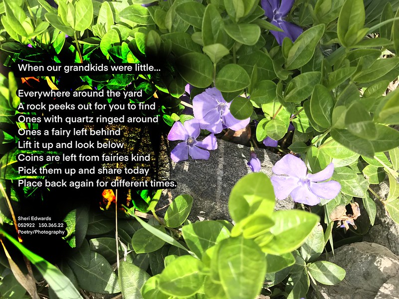 Periwinkle flowers around a ringed rock with the poem by Sheri Edwards: When our grandkids were little…
Everywhere around the yard
A rock peeks out for you to find
Ones with quartz ringed around
Ones a fairy left behind
Lift it up and look below
Coins are left from fairies kind
Pick them up and share today
Place back again for different times.
