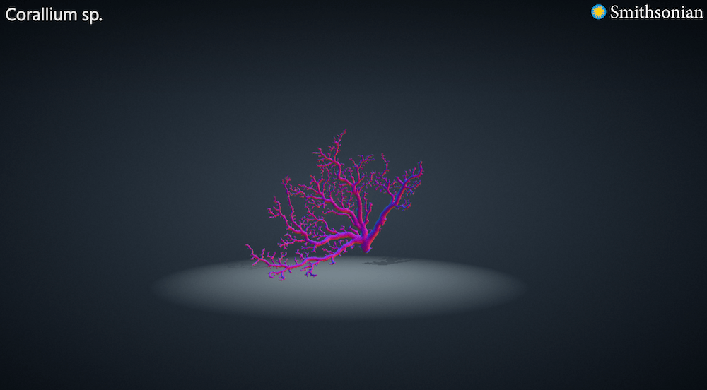 Smithsonian Exhibit of coral,digitally enhanced --Corallium sp