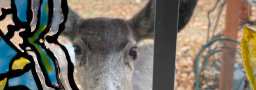 Mule Deer— Looking through our slider [through the grandkid’s window art] asking Grampa to come out to shake the crab apples of the tree for her