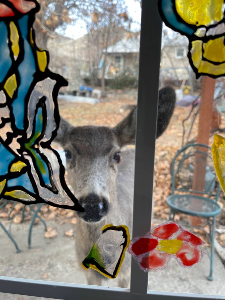 Mule Deer— Looking through our slider [through the grandkid’s window art] asking Grampa to come out to shake the crab apples of the tree for her
