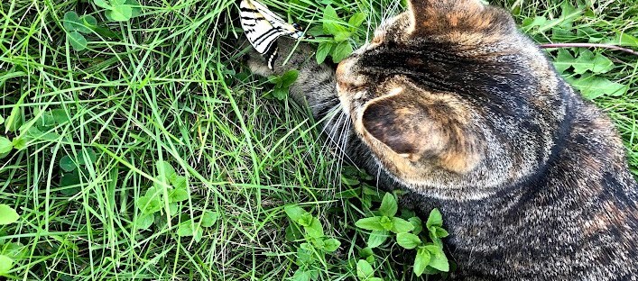 Clover and other plants in lawn for bee habitat; QR code to “Save the Bees” links