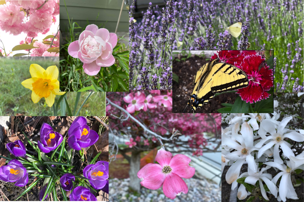 Montage of the flowers in my backyard