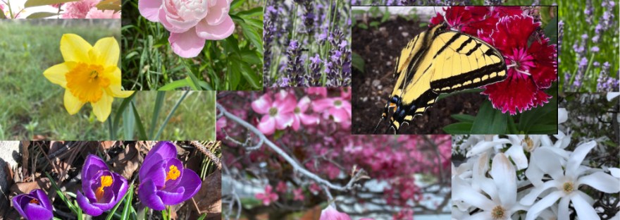 Montage of the flowers in my backyard