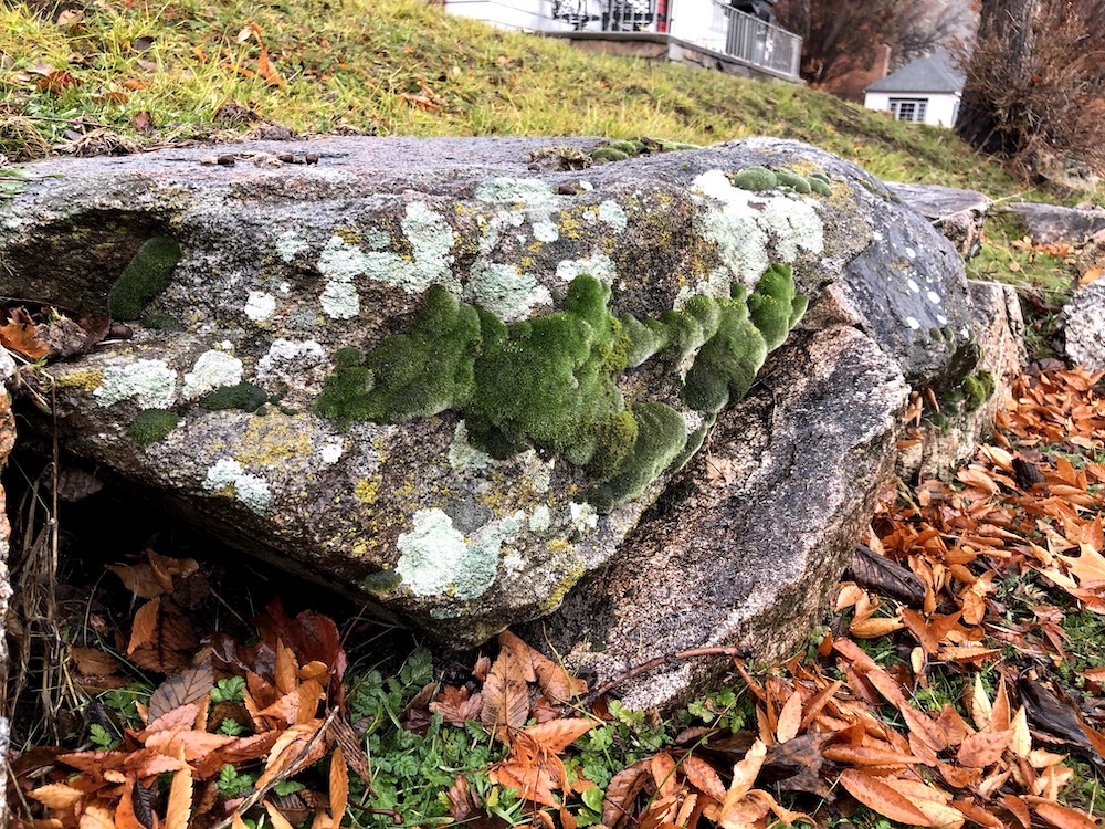 Moss on the rock wall