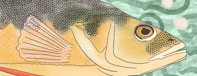 the mouth of a fish swimming by