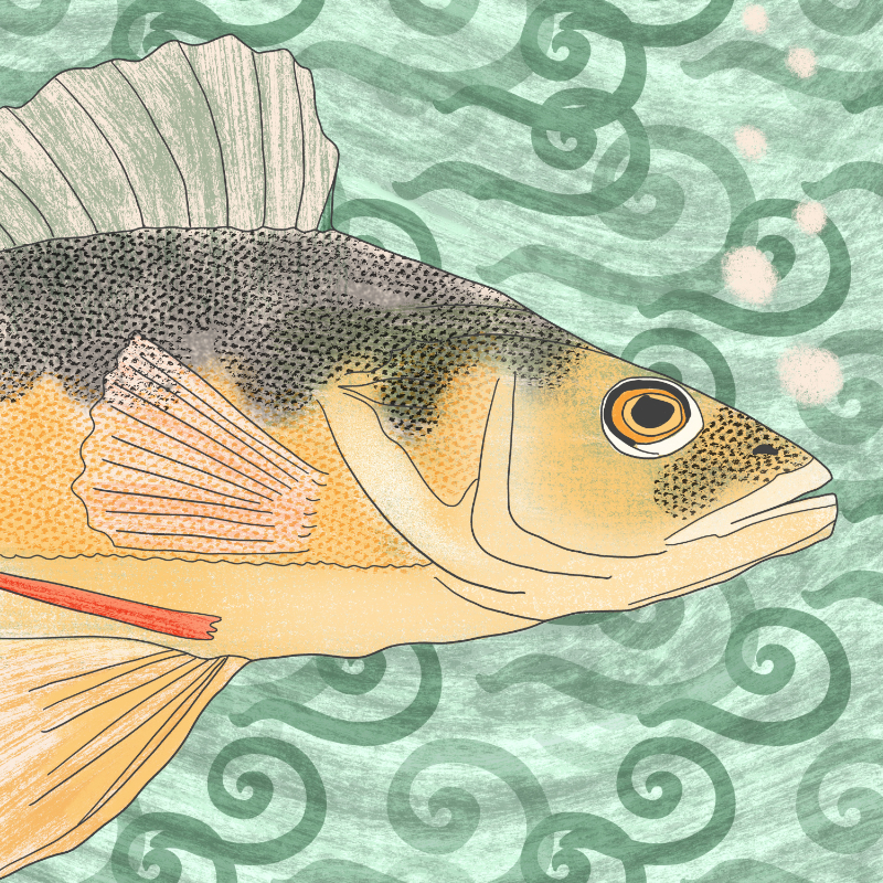 the mouth of a fish as it swims by