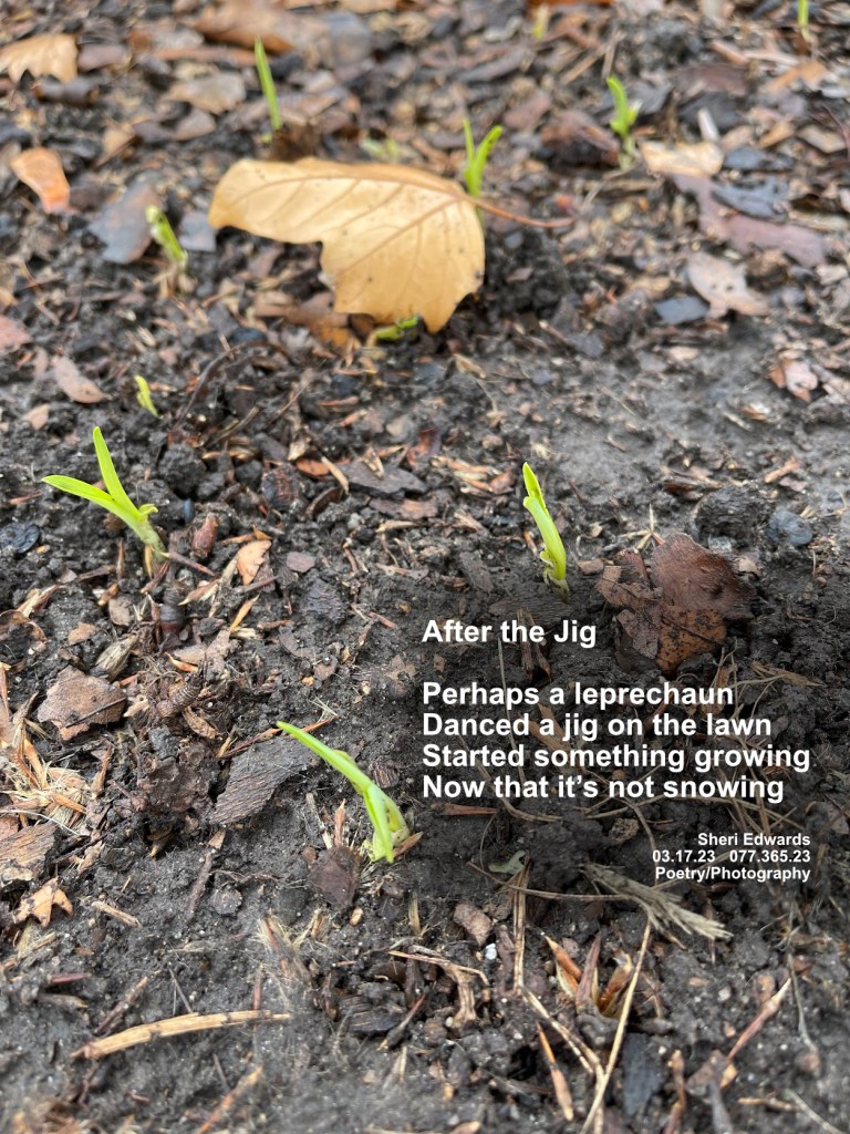 March sprouts in the moist, snow-melt dirt