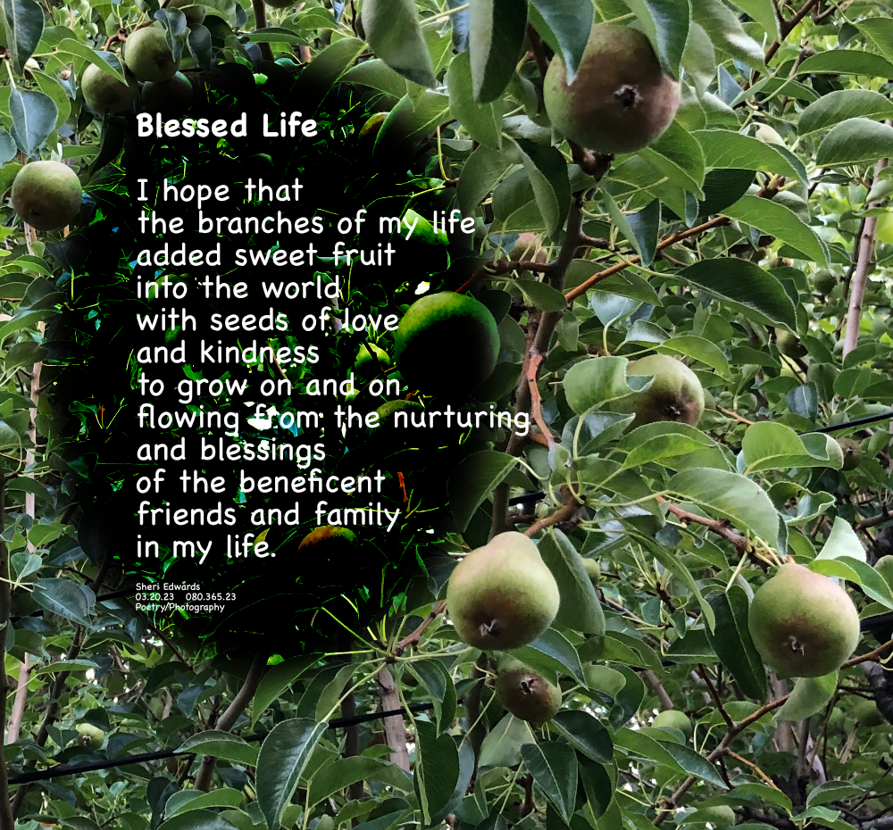 full branches of our pear tree