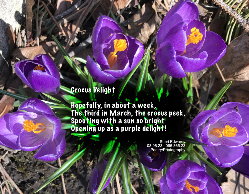 Clump of Crocus in Cole Park March 17, 2017