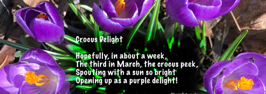 Clump of Crocus in Cole Park March 17, 2017