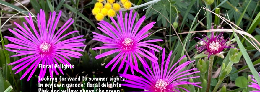 Pink think petaled brights and yellow balls— flowers to delight above the green succulent leaves
