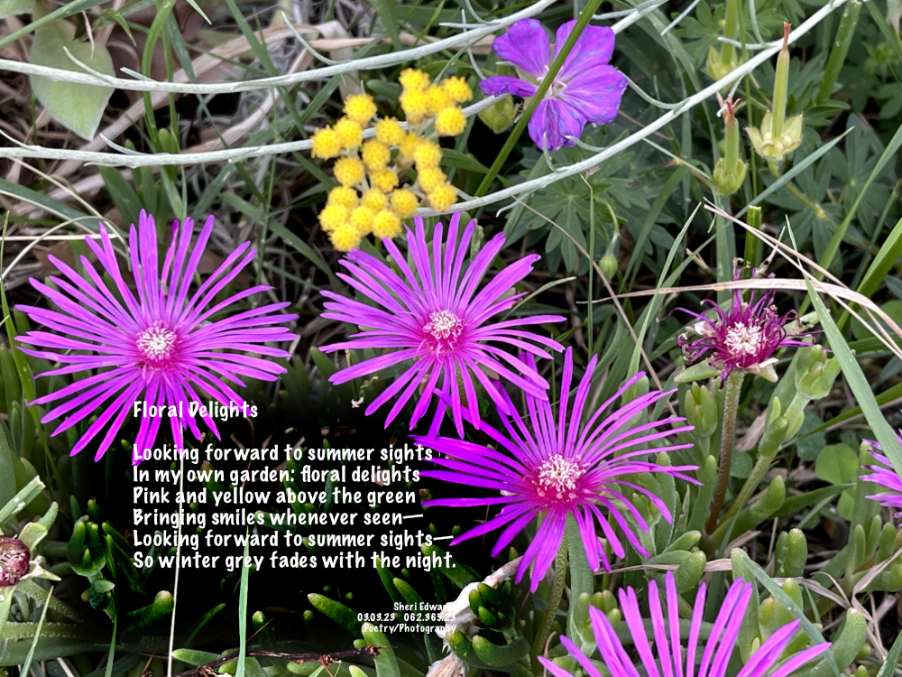 Pink think petaled brights and yellow balls— flowers to delight above the green succulent leaves