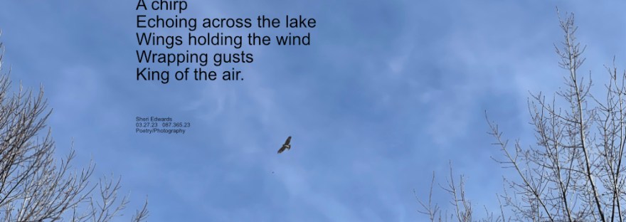 Osprey or hawk soaring in the sky