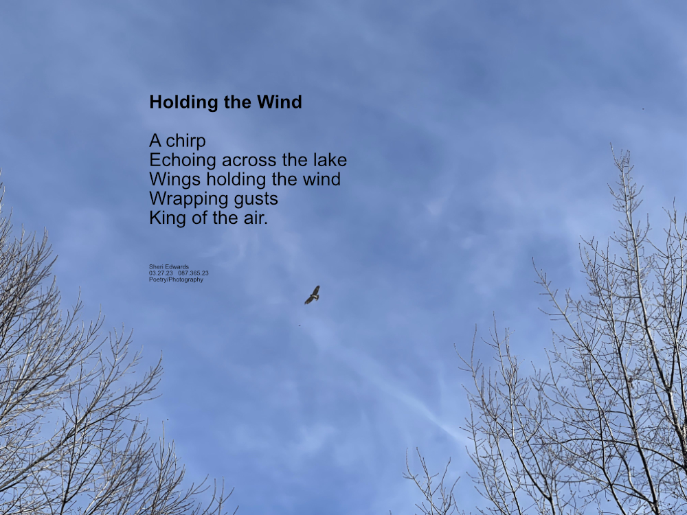 Osprey or hawk soaring in the sky