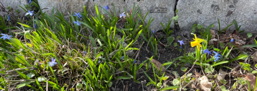 Miniature daffodil and star flowers along a rock wall