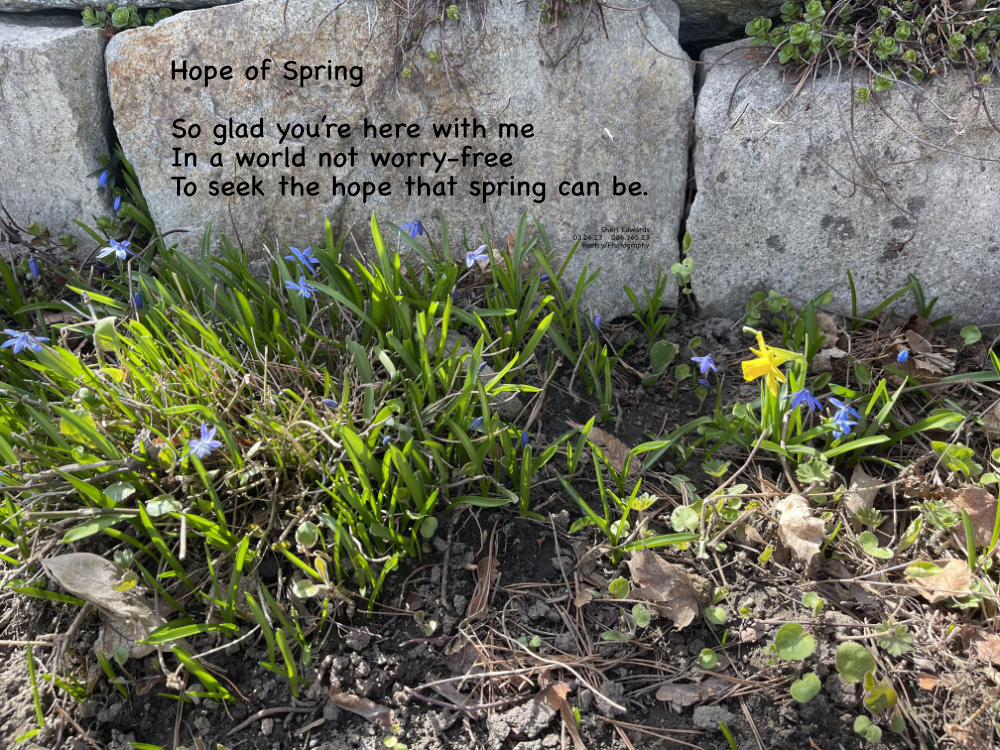 Miniature daffodil  and star flowers along a rock wall
