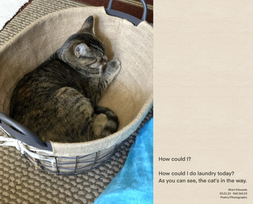 tabby cat in laundry basket, sleeping